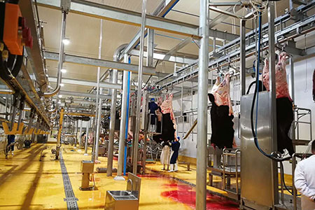 Cattle and Sheep Slaughtering Line in Mongolia