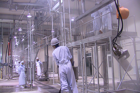 Cattle Slaughtering Line for Wagyu Beef Factory