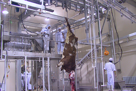 Cattle Slaughtering Line for Wagyu Beef Factory