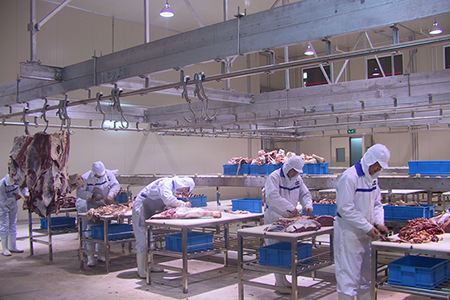 Cattle Slaughtering Line for Wagyu Beef Factory