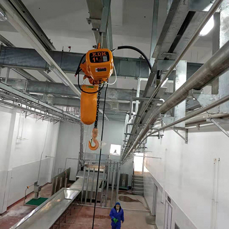 Cattle Slaughtering Line in Australia