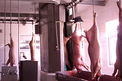 Carcass Washing