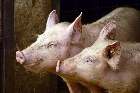 Pig Slaughtering Line
