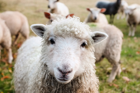 Sheep/Goat Slaughtering Line